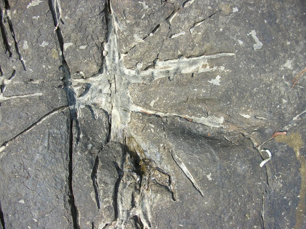 가인공룡화석