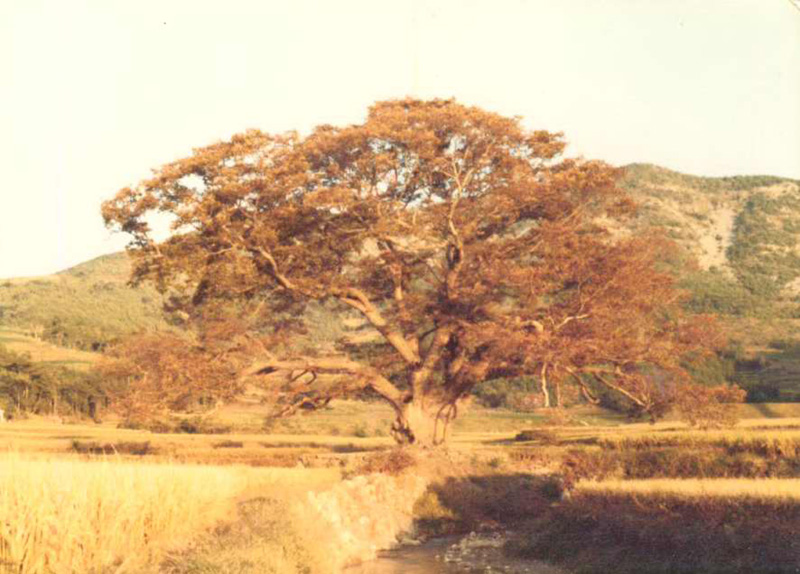 오래된 나무